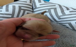 Chihuahua dogs for sale: Xavier - Image 2