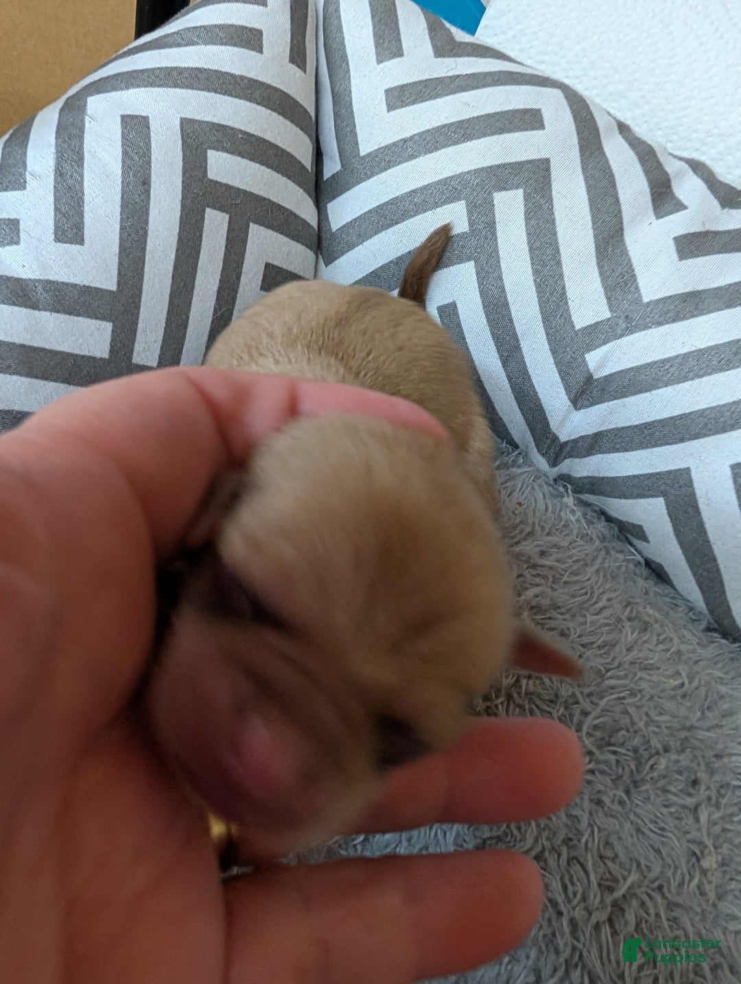 Chihuahua dogs for sale: Xavier - Image 2
