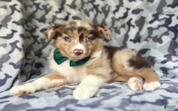 Miniature Australian Shepherd dogs for sale: Onyx - Image 2