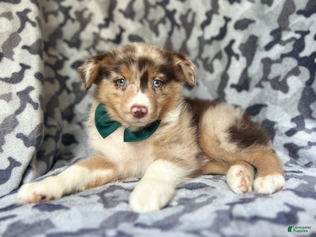 Miniature Australian Shepherd dogs for sale: Onyx - Image 2