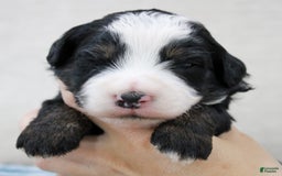 Mini Bernedoodle dogs for sale: Leo - Image 31