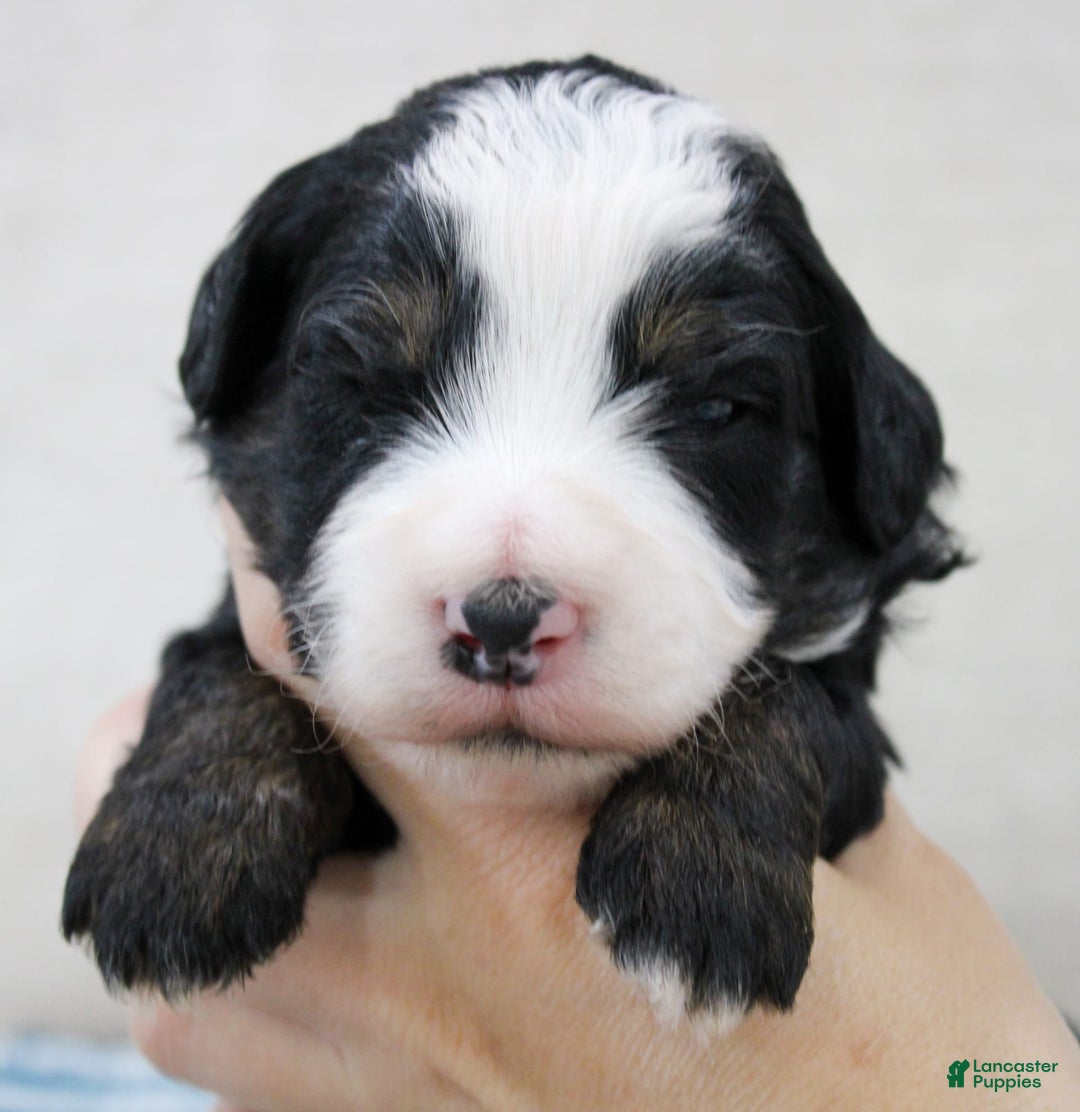 Mini Bernedoodle dogs for sale: Leo - Image 31