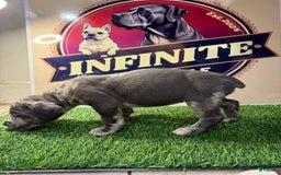 Cane Corso dogs for sale: Merle Female 4 - Listing for pets: Blue Male 2, Blue Male 3, Merle Female 1, Merle Female 2, Merle Female 3, Merle Female 4 - Image 1
