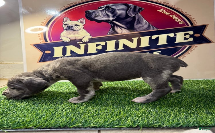 Cane Corso dogs - Advert 2