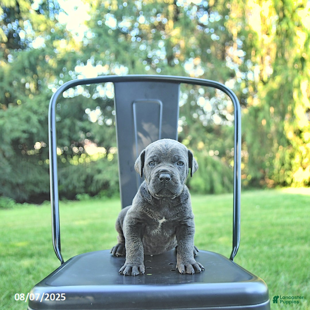 Cane Corso dogs for sale: Titan - Image 2