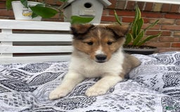 Shetland Sheepdog dogs for sale: Oakley - Image 2