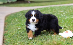 Bernese Mountain Dog dogs for sale: Anson - Image 11