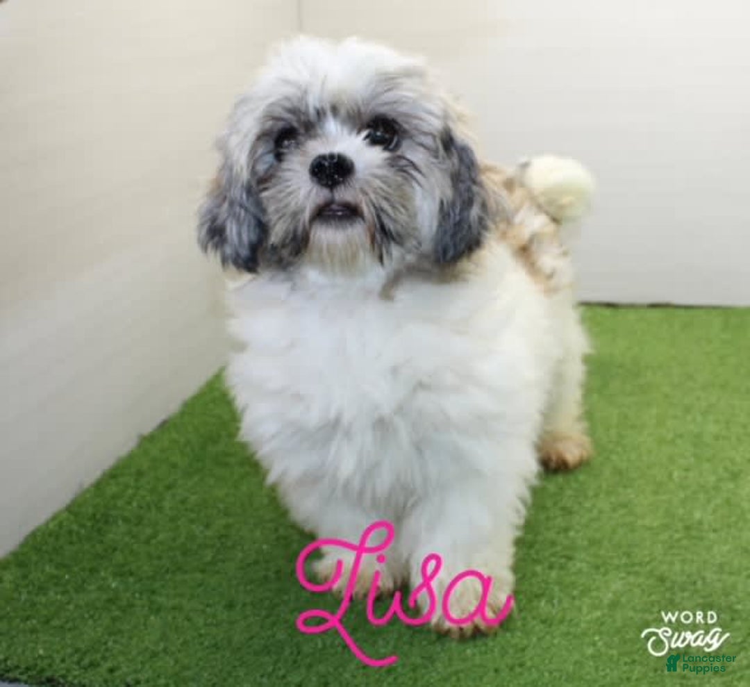 Malshi dogs for sale: Lucky - Image 10