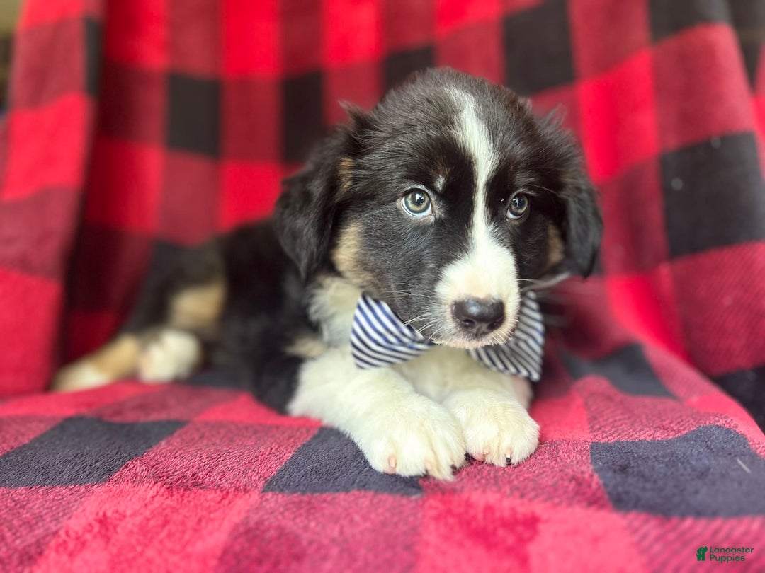 Miniature Australian Shepherd dogs for sale: Meatball - Image 4