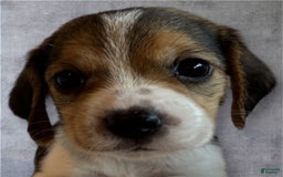Siberian Husky dogs for sale: Venus - Image 2