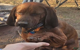 Redbone Coonhound dogs for sale: Winnie - Image 5