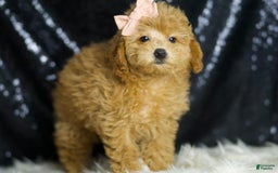 Miniature Poodle dogs for sale: Pika - Image 4