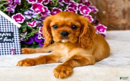 Cavalier King Charles Spaniel dogs for sale: Keegan - Image 13