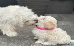 Maltipoo dogs for sale: Max - Image 4