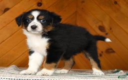 Australian Shepherd dogs for sale: Allie - Image 5