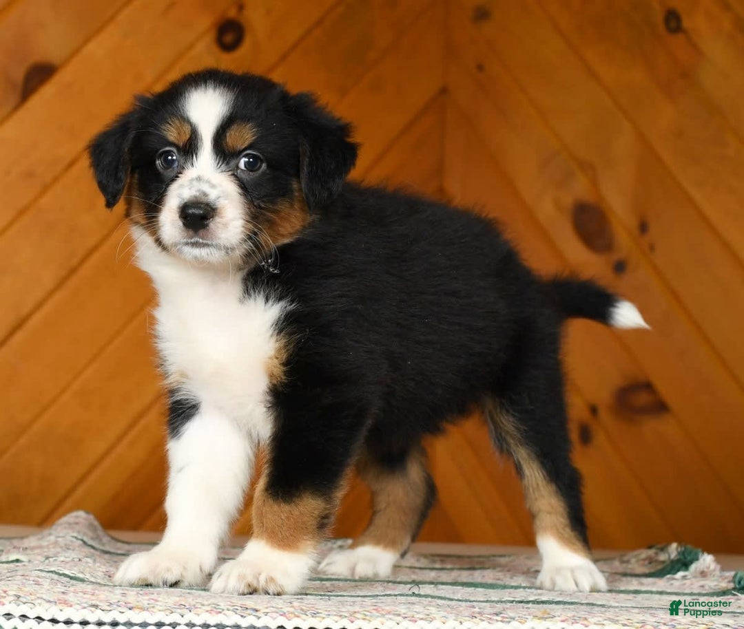 Australian Shepherd dogs for sale: Allie - Image 5