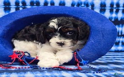 Cavapoo dogs for sale: Wade - Image 4