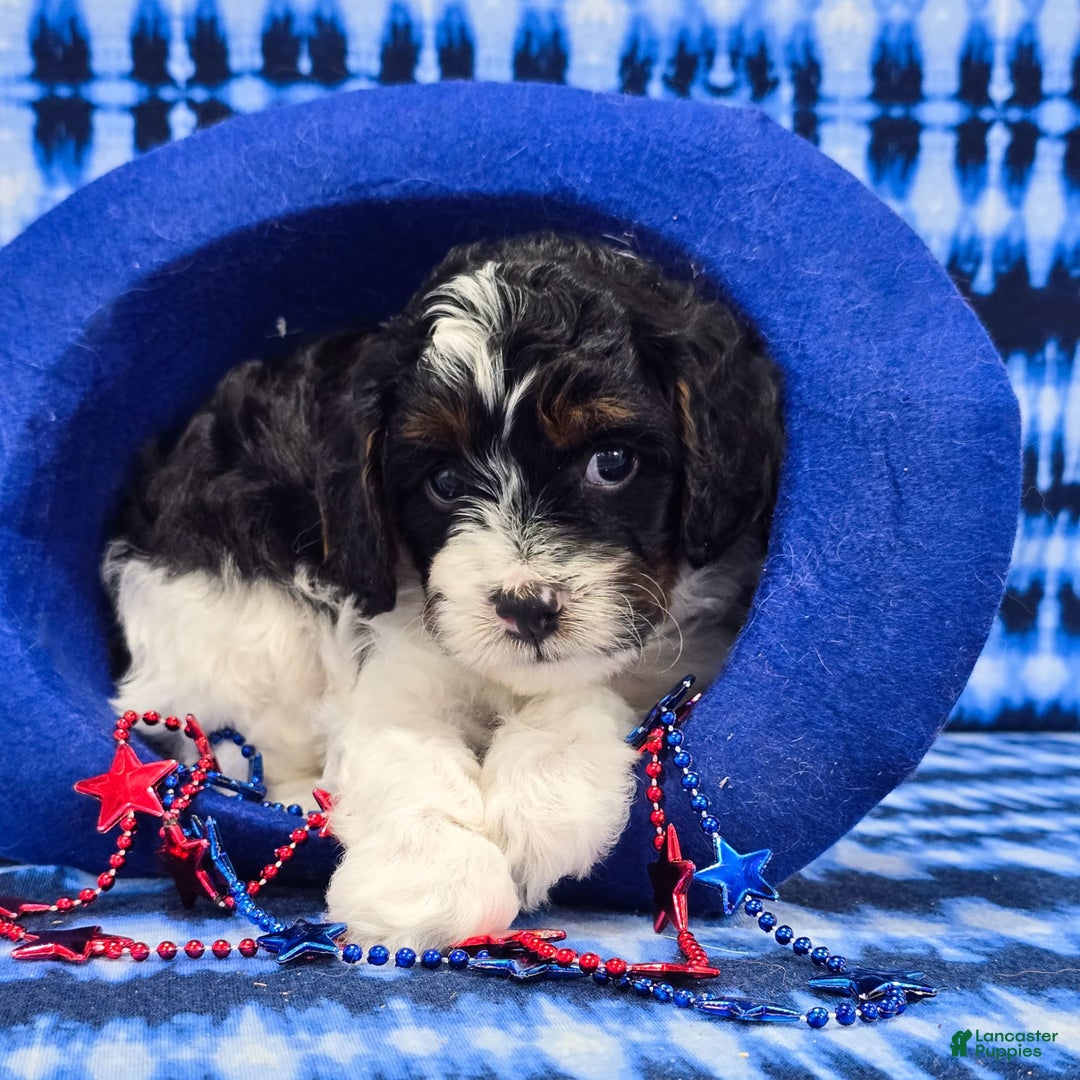 Cavapoo dogs for sale: Wade - Image 4