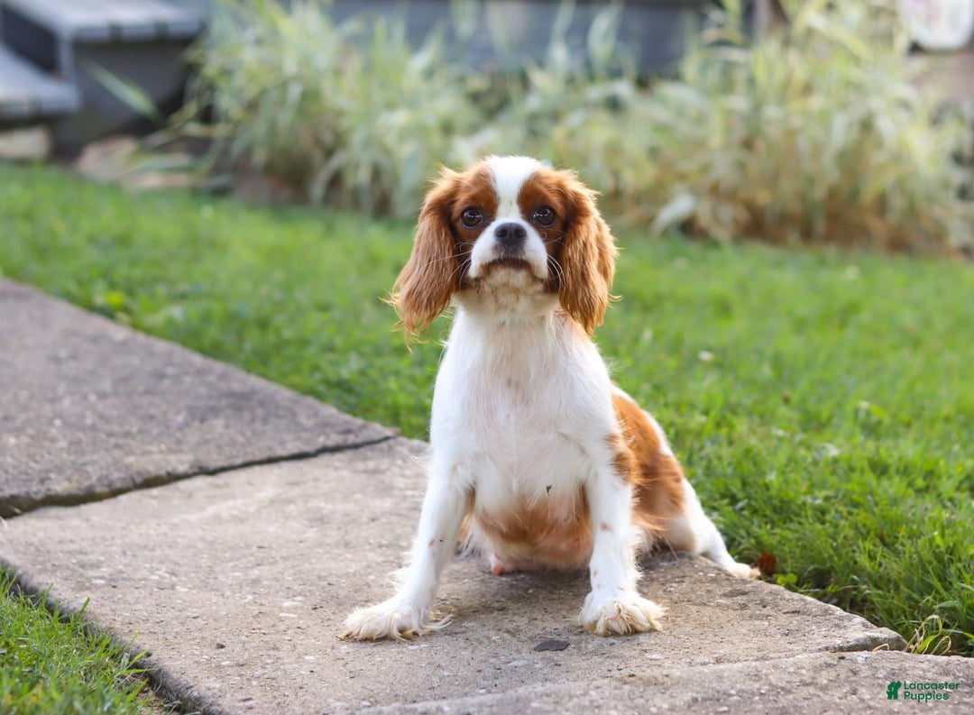 Cavapoo dogs for sale: Missy - Image 8