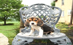 Beagle dogs for sale: Ashley - Image 2