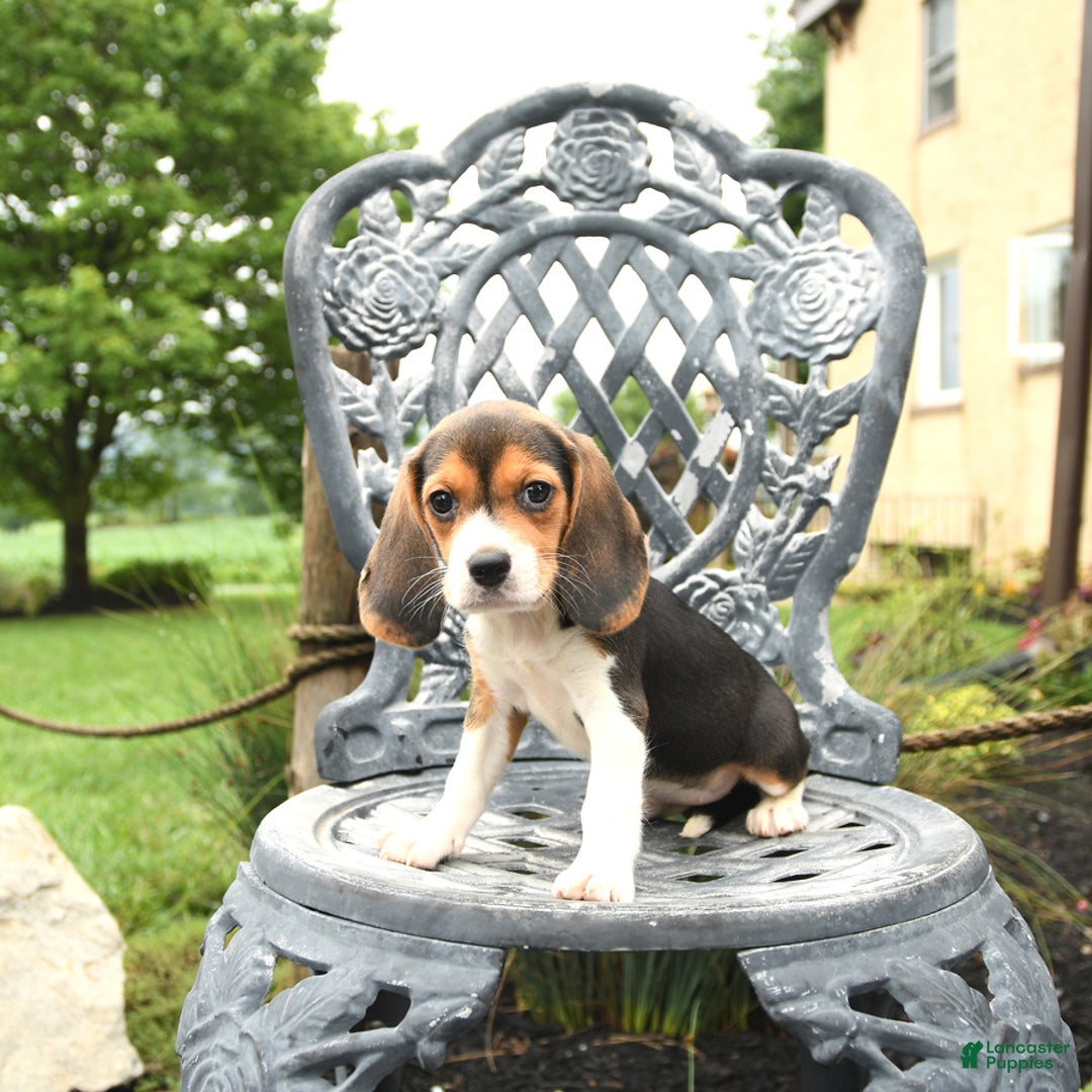 Beagle dogs for sale: Ashley - Image 2
