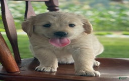 Golden Retriever dogs for sale: Joyful Jewel - Image 5