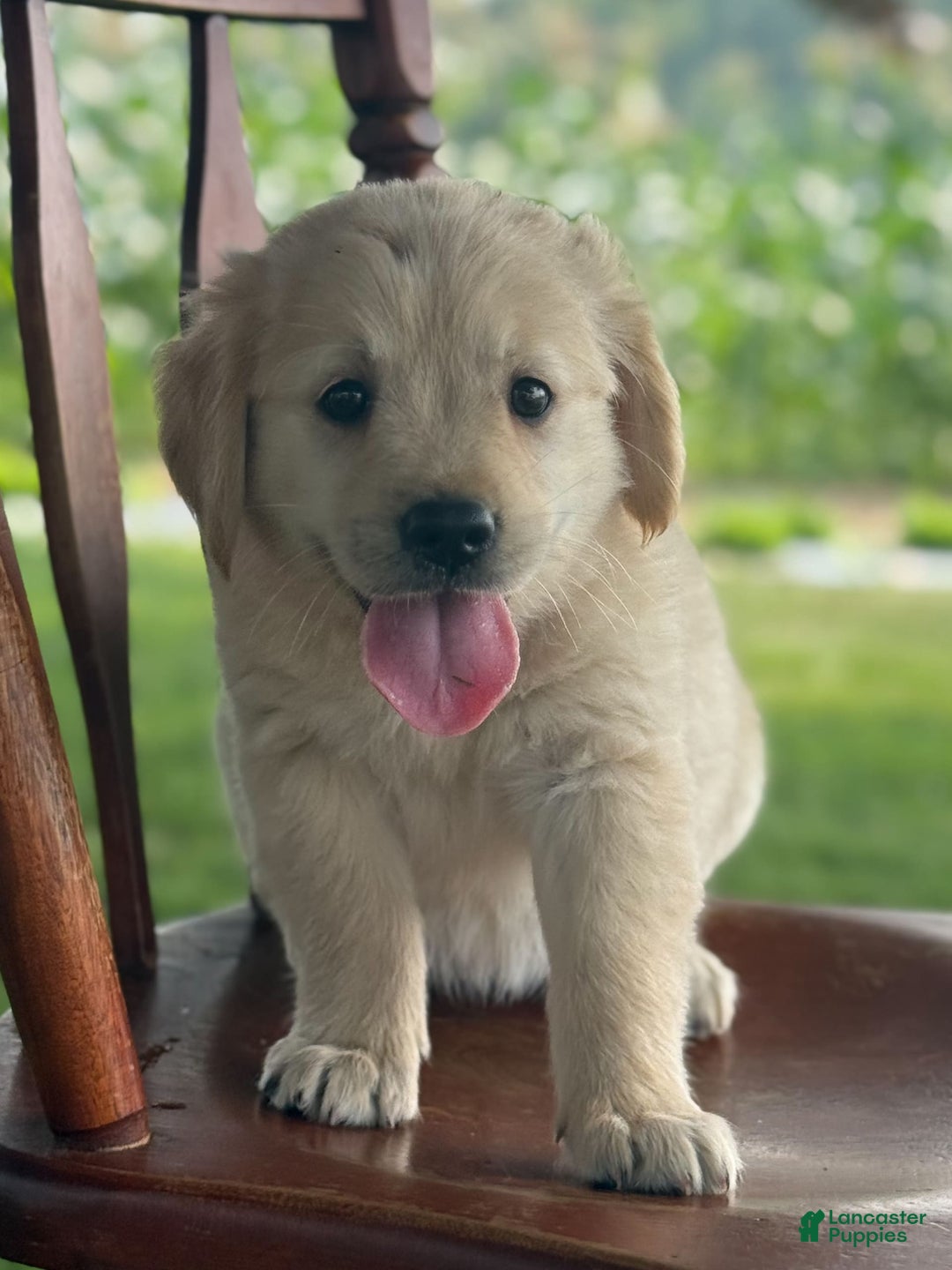 Golden Retriever dogs for sale: Joyful Jewel - Image 5