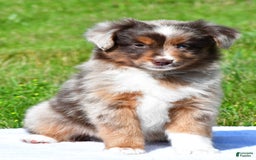 Miniature Australian Shepherd dogs for sale: Neal - Image 9