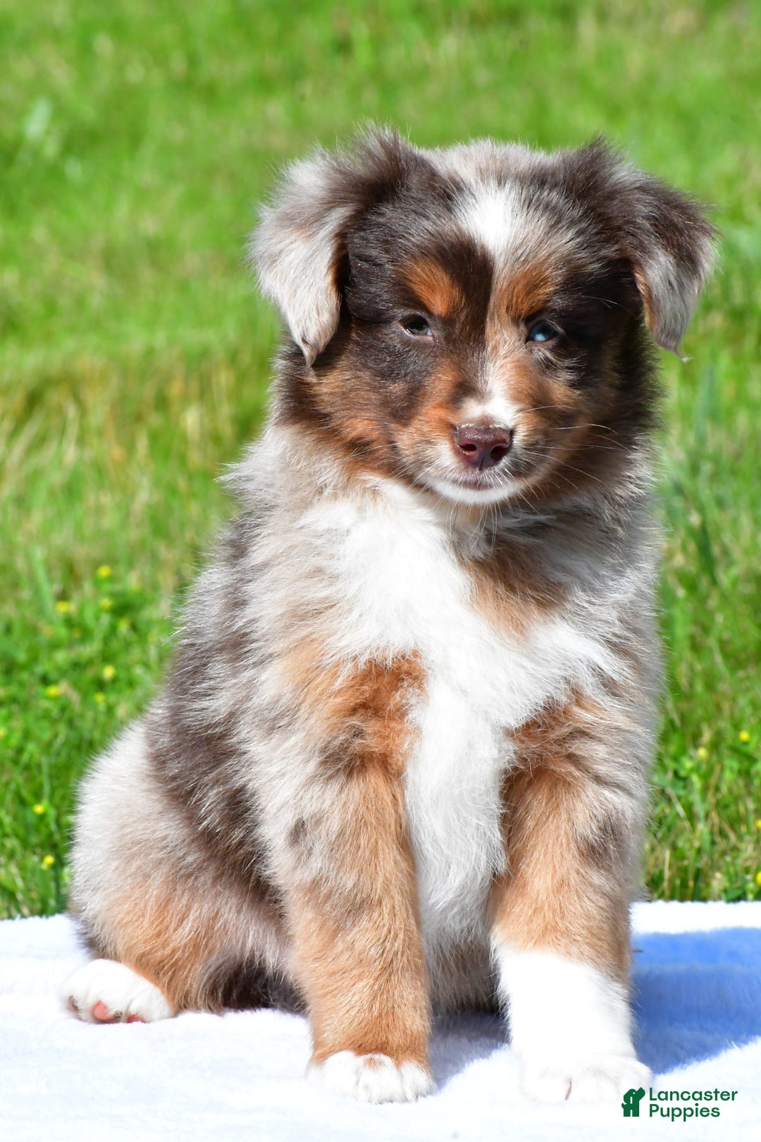 Miniature Australian Shepherd dogs for sale: Neal - Image 9
