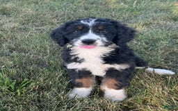 Bernedoodle dogs for sale: Maggie - Image 3