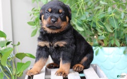 Rottweiler dogs for sale: Boss - Image 2