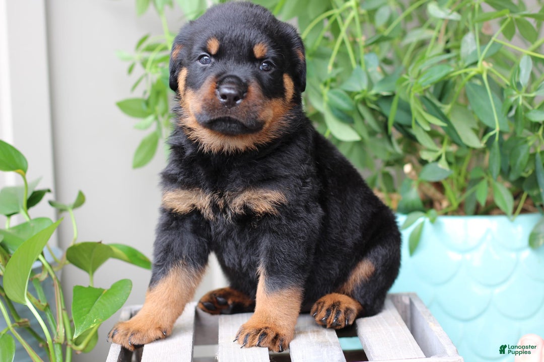 Rottweiler dogs for sale: Boss - Image 2