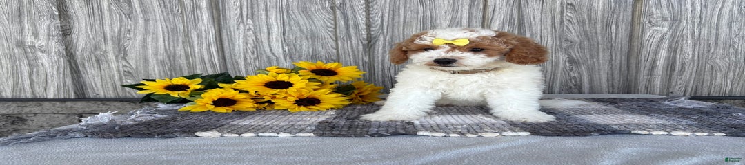 Darla