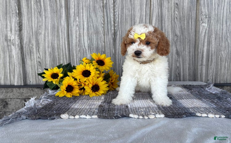 Mini Goldendoodle dogs for sale - Ad 5