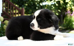 Australian Shepherd dogs for sale: Brenda - Image 1