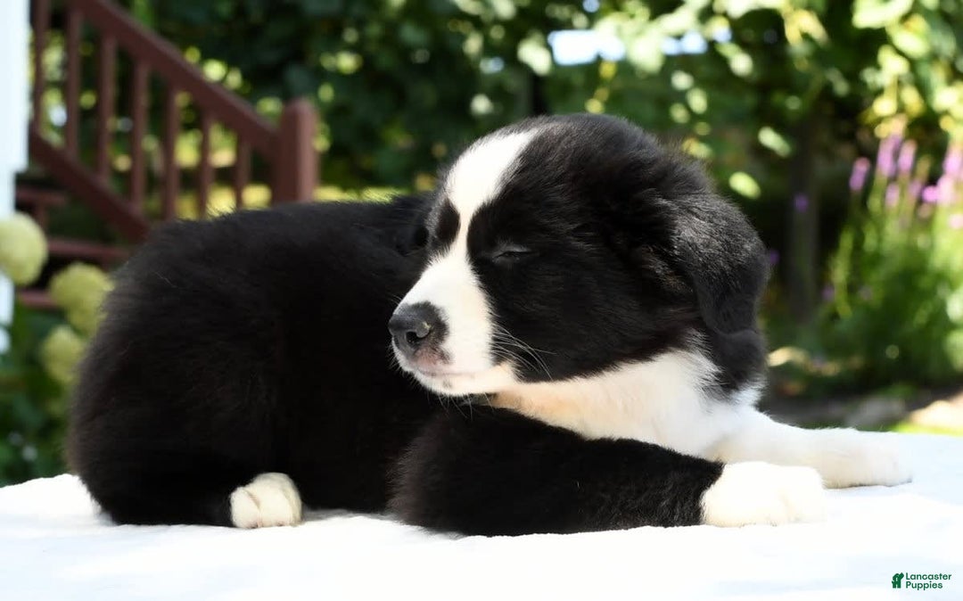 Australian Shepherd dogs for sale: Brenda - Image 1