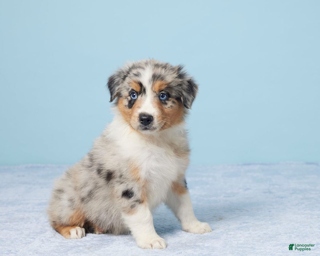 Australian Shepherd dogs for sale: Daisy - Image 4
