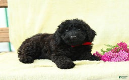 Cavapoo dogs for sale: Pepper - Image 1