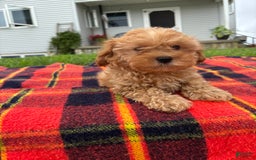Cavachon dogs for sale: Sammy - Image 4