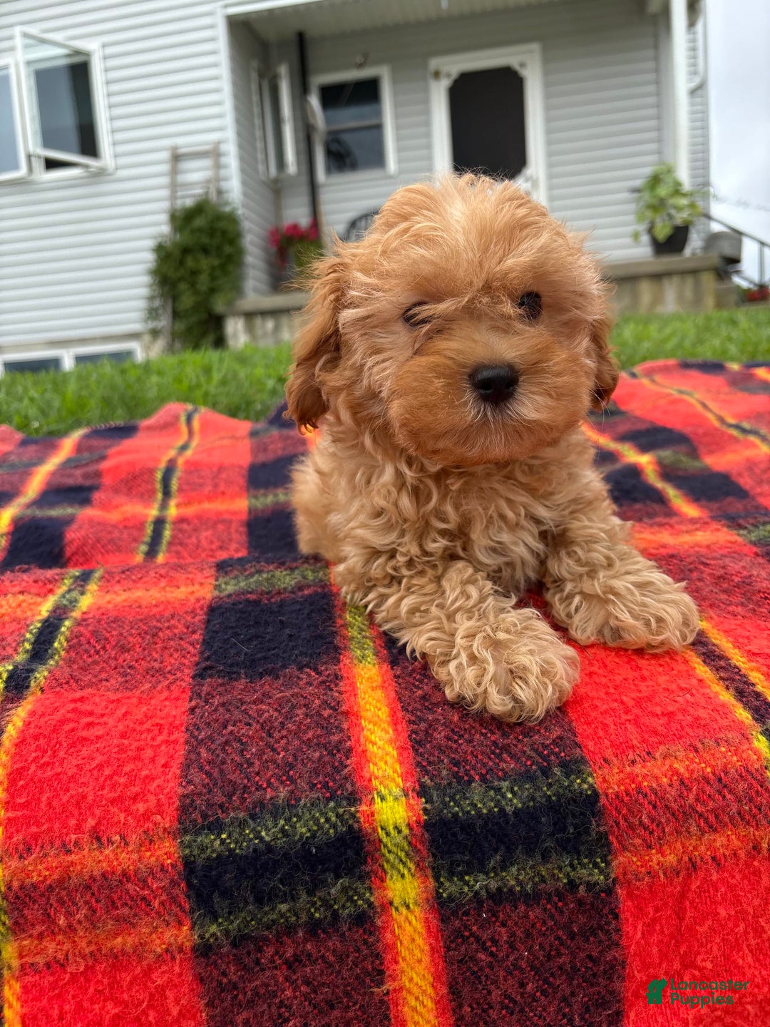 Cavachon dogs for sale: Sammy - Image 4