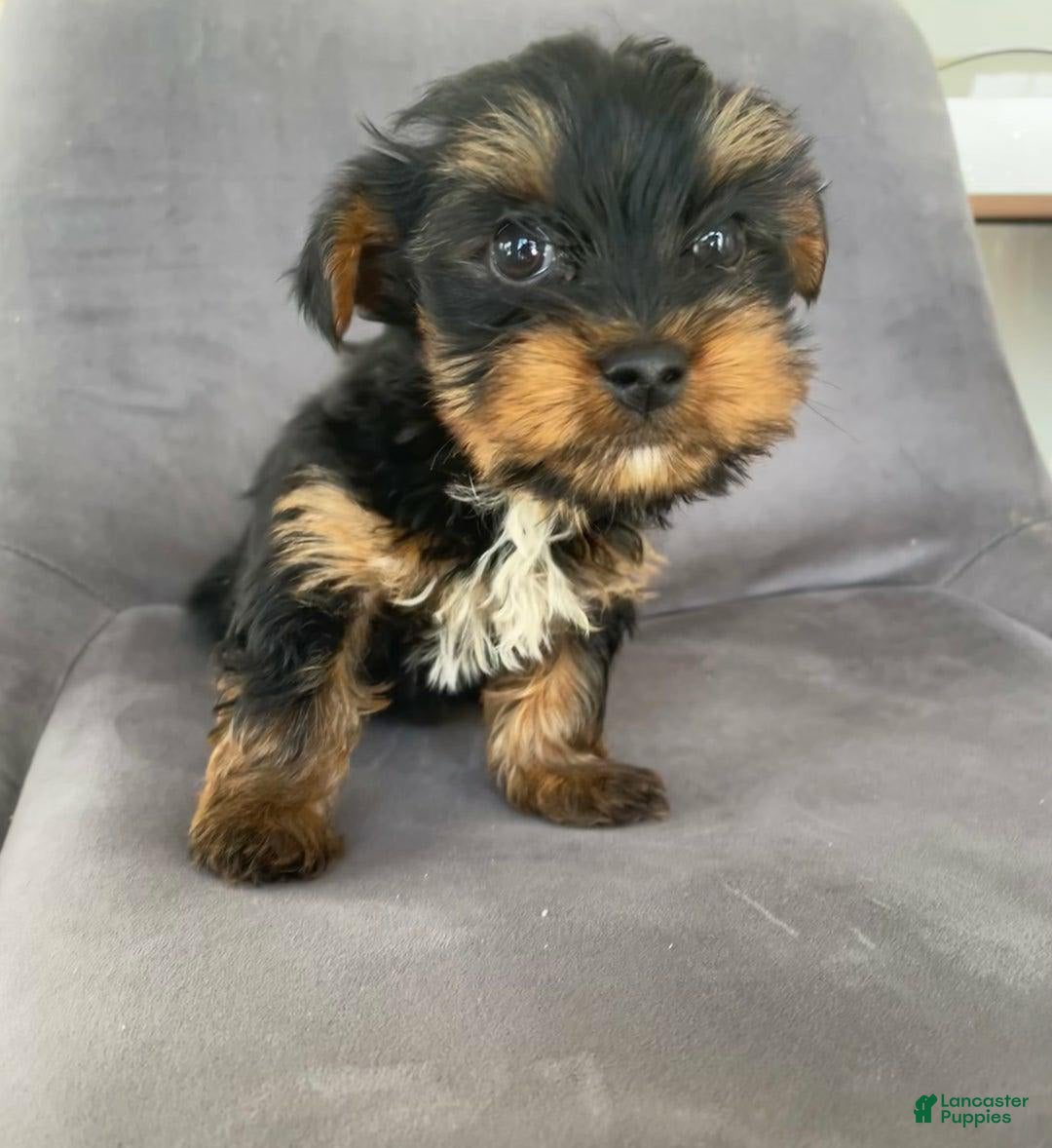 Yorkshire Terrier dogs for sale: Dora - Image 1