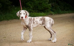 Great Dane dogs for sale: Jovie - Image 18