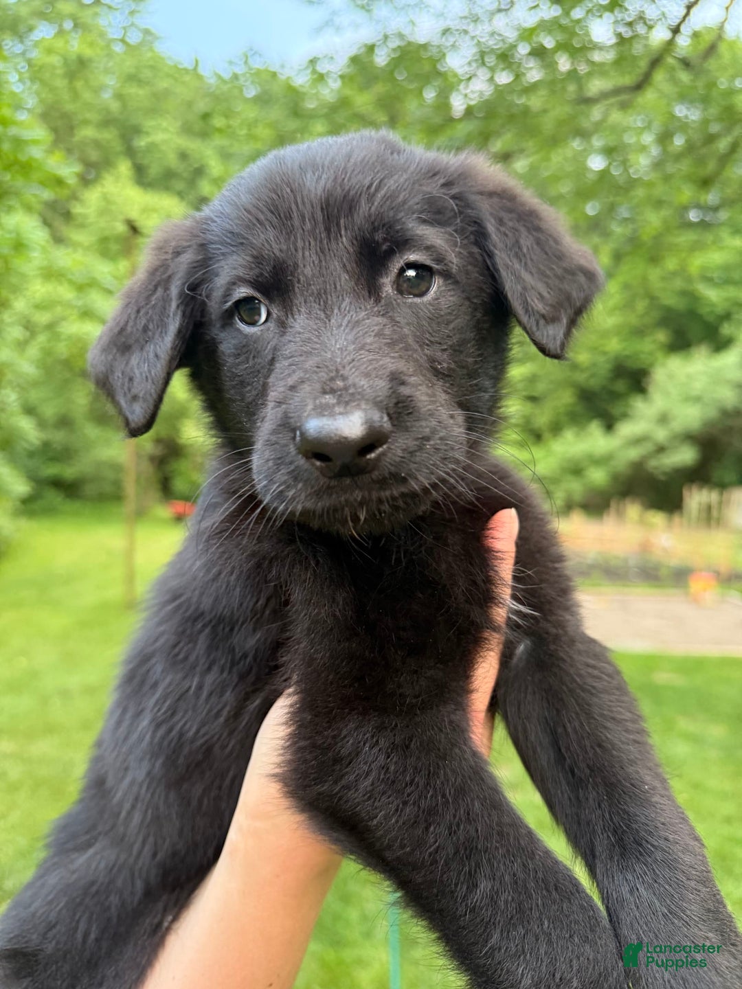 German Shepherd dogs for sale: Jax - Image 1
