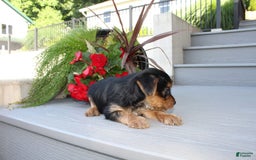 Yorkshire Terrier dogs for sale: Tucker - Image 10