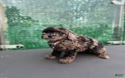 Toy Poodle dogs for sale: Pheonix Merle - Image 2