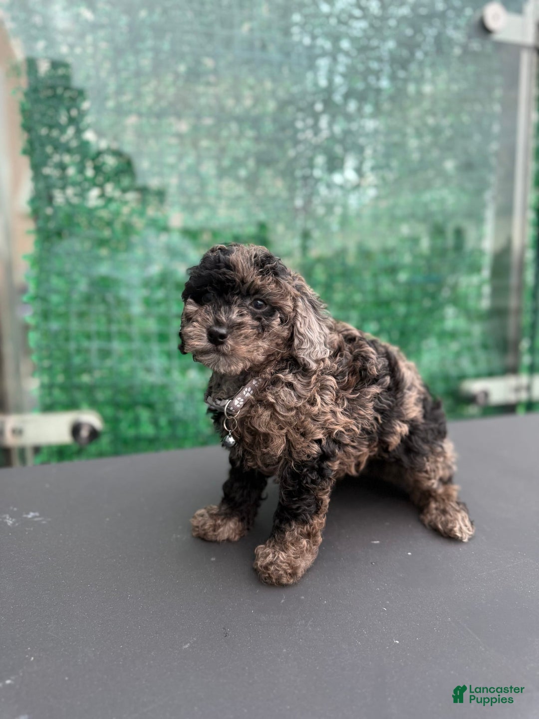 Toy Poodle dogs for sale: Pheonix Merle - Image 2