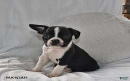 Boston Terrier dogs for sale: Baxter - Image 3