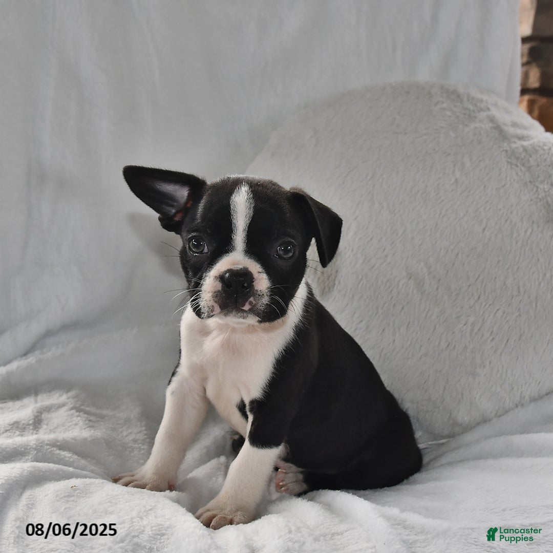 Boston Terrier dogs for sale: Baxter - Image 3