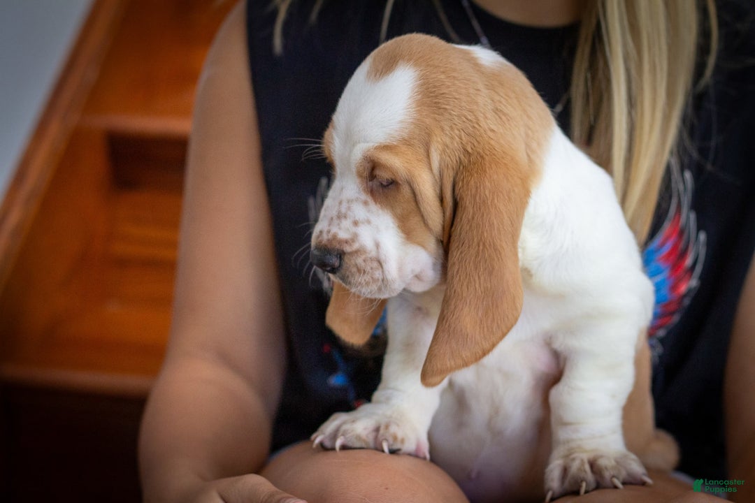 Basset Hound dogs for sale: Daisy - Image 4