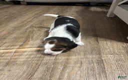 Beagle dogs for sale: Bandit - Image 2